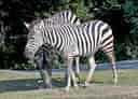 動物図鑑・グラントシマウマの写真 20